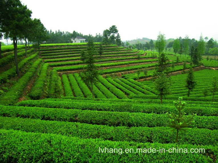 Steamed Green Tea (Sencha) B