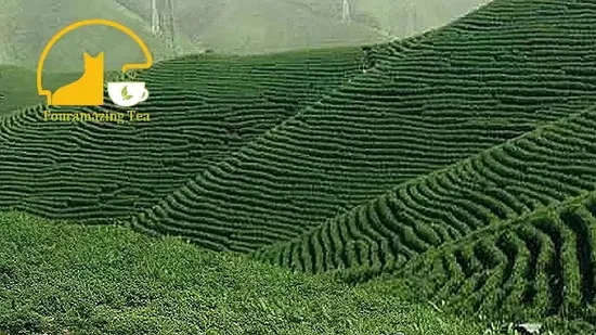 한방 검은콩 건강 헤어 스킨케어 식품 뽕나무 과일차